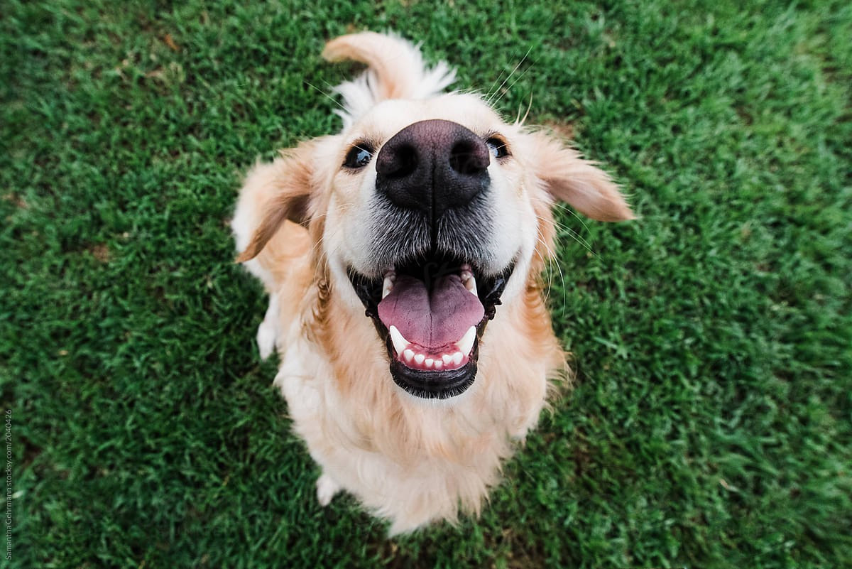 Hrana, deparazitarea și vaccinarea la câini – cât de importante sunt?